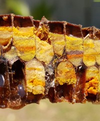 Polen - Arı Ekmeği